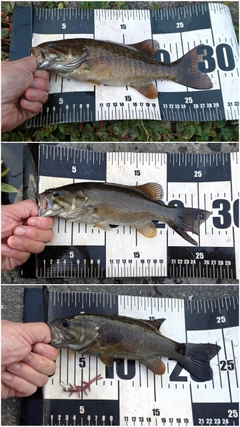 スモールマウスバスの釣果