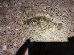 ソゲの釣果
