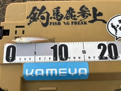 シロギスの釣果