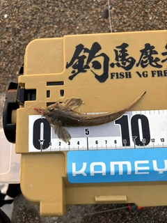 メゴチの釣果