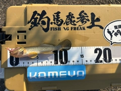 マハゼの釣果