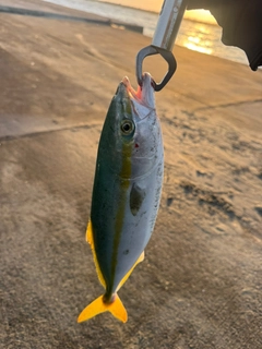 イナダの釣果
