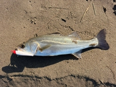 セイゴ（マルスズキ）の釣果