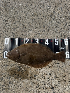 ヒラメの釣果
