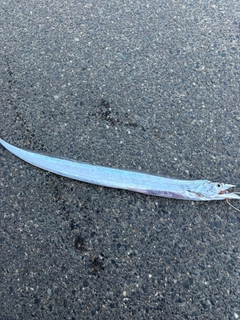 タチウオの釣果
