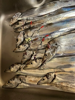 タチウオの釣果