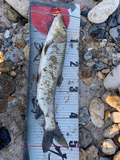 ニゴイの釣果