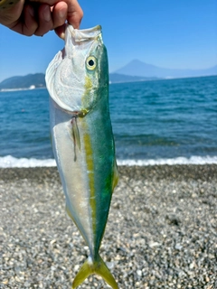 イナダの釣果
