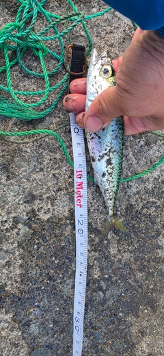 サバの釣果