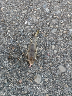 クサフグの釣果
