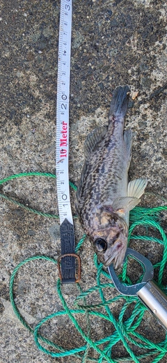ソイの釣果