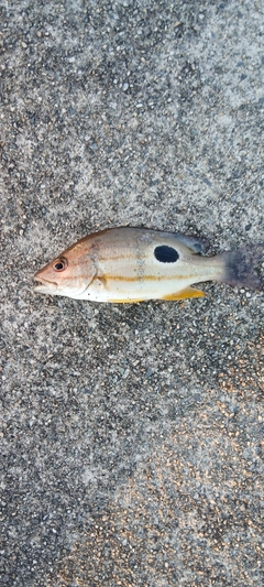 クロホシフエダイの釣果