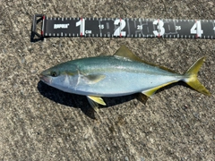 イナダの釣果