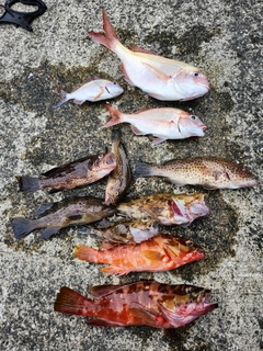 アカハタの釣果
