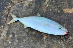 コゾクラの釣果