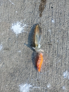 マメイカの釣果