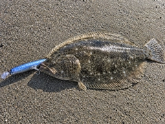 ヒラメの釣果