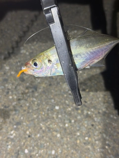 マアジの釣果