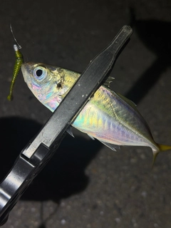 マアジの釣果