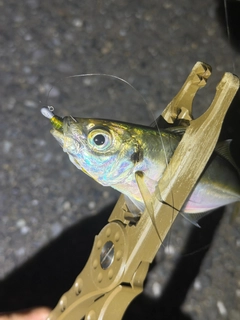 マアジの釣果