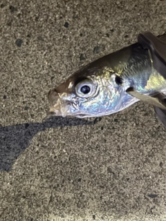 マアジの釣果