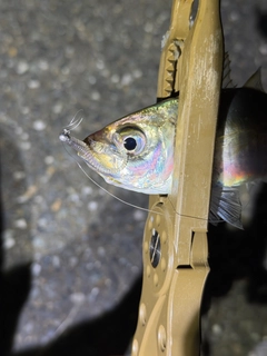 マアジの釣果