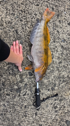 アイナメの釣果