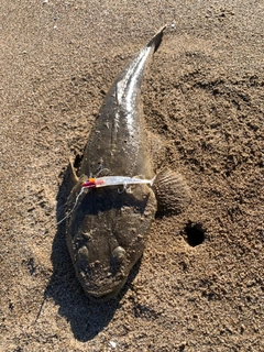 マゴチの釣果