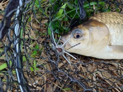マブナの釣果