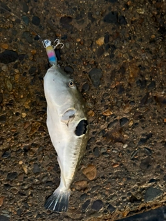 トラフグの釣果