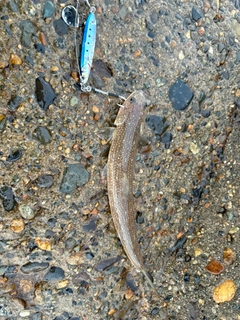 マエソの釣果