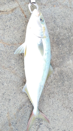 イナダの釣果