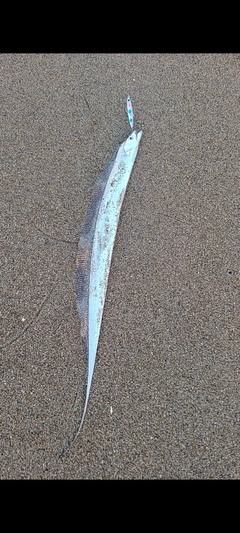 タチウオの釣果