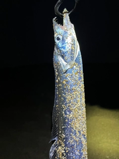 タチウオの釣果