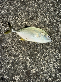 メッキの釣果