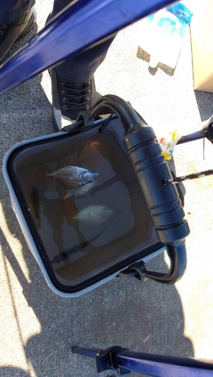 ヒイラギの釣果