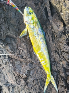 シイラの釣果