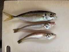 キスの釣果