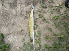 ベラの釣果