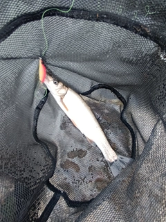 ウグイの釣果