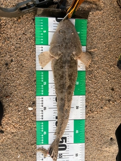 マゴチの釣果