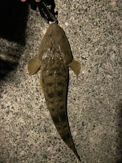 マゴチの釣果
