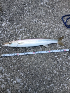 アカカマスの釣果