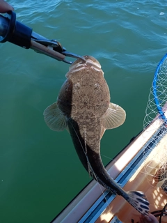 マゴチの釣果