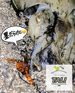 コウイカの釣果