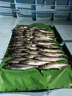 サゴシの釣果
