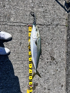 ブリの釣果