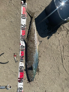 サワラの釣果