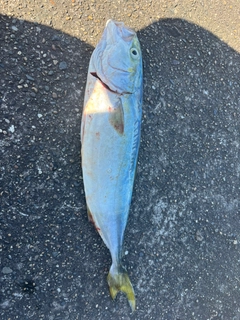 イナダの釣果