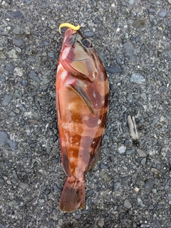 アカハタの釣果